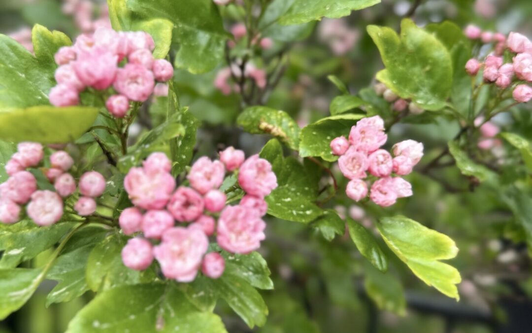 ð¸ Säsongsguide: 3 blommande växter per månad (mars–oktober)
