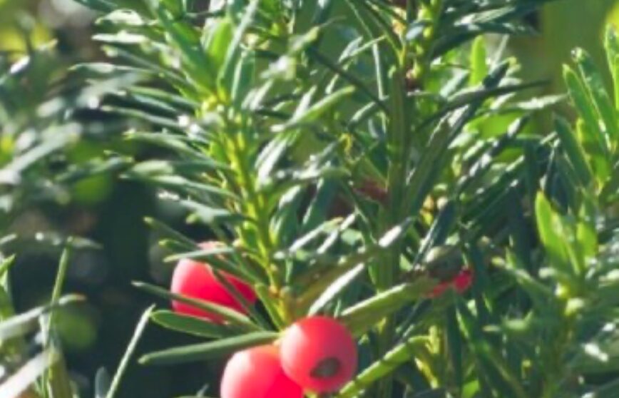 Idegran som häck – plantering, skötsel och allt du behöver veta