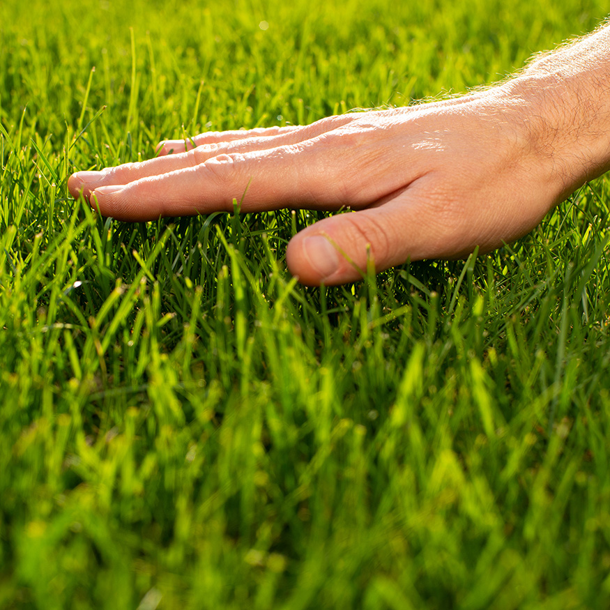 Gräsvård för dig som vill ha grundläggande behandlingar och näringstillskott. 