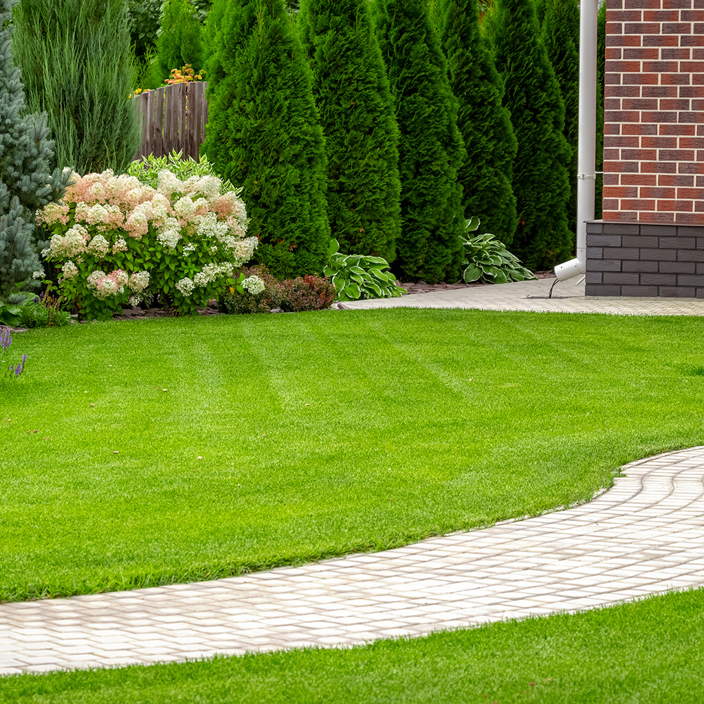 Gräsvård för dig som vill ge extra omsorg för bättre täthet och styrka.  