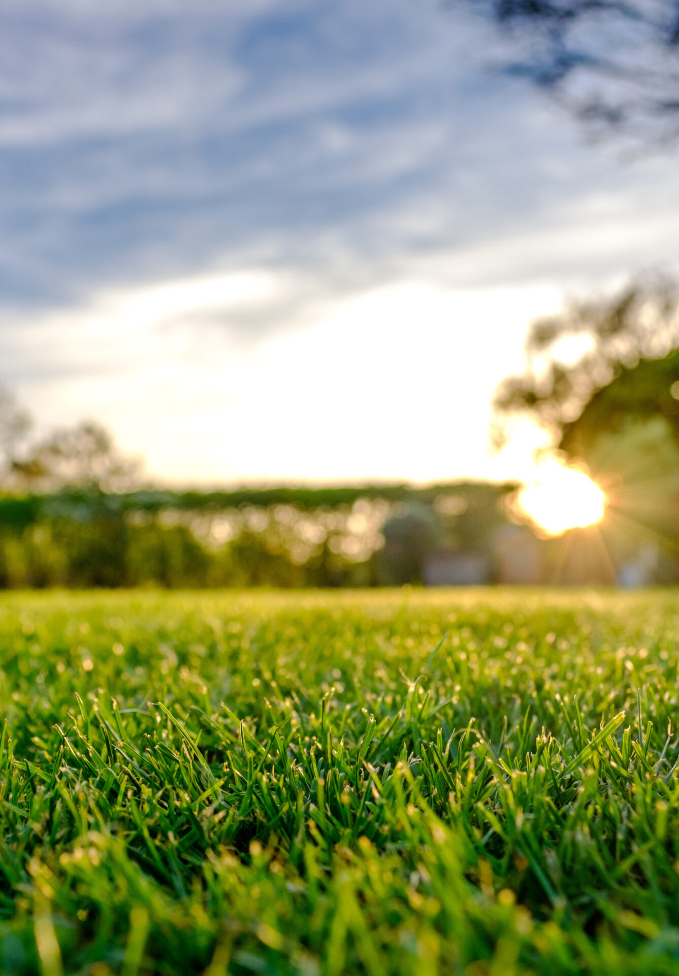 Skötselabonnemang för trädgårdstjänster